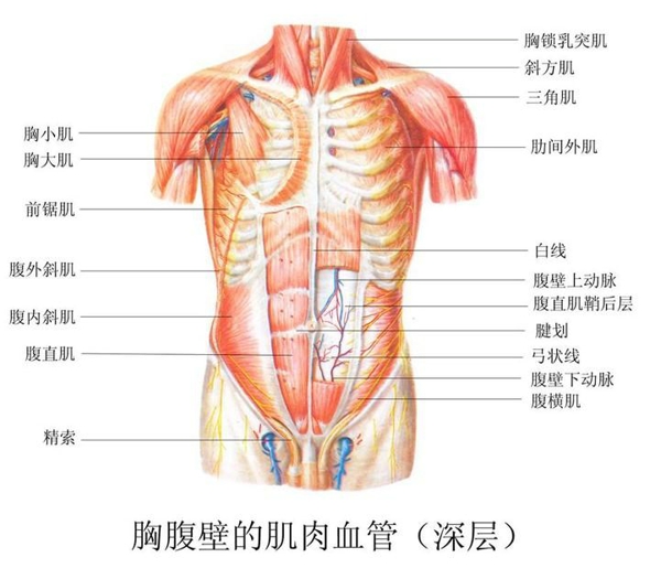 经络疏通法 心包经让你吃不胖