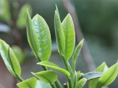 五种绿茶减肥最快最有效