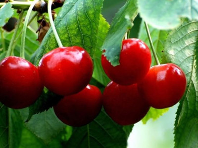 樱桃常吃可使肌肤红润有光泽