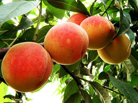 桃子有什么营养 桃子的营养价值