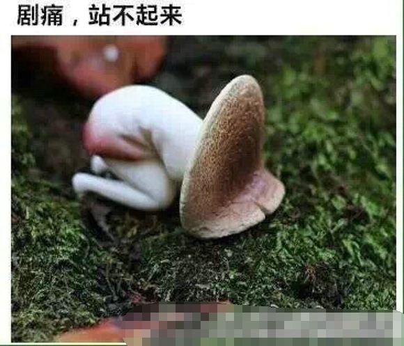 一只痛经的蘑菇 痛经该怎么调理