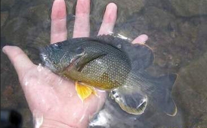 大别山现绿太阳鱼 盘点世界最恐怖生物入侵