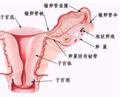 女性卵巢保养方法 破坏卵巢的恶习你有吗