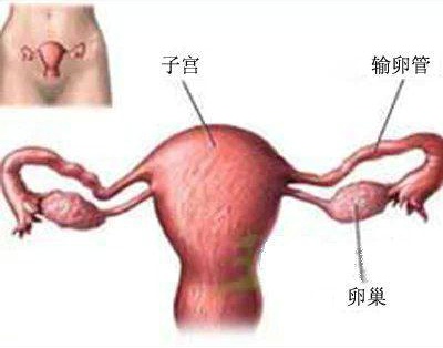 女性卵巢保养方法 破坏卵巢的恶习你有吗