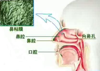 鼻窦炎能治愈吗 得了鼻窦炎如何保健