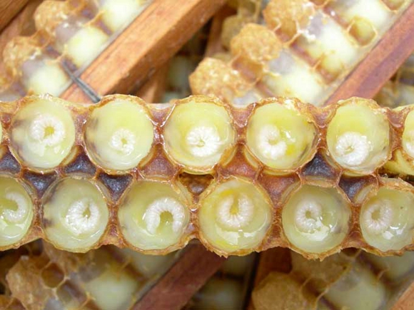 蜂王浆的作用与功效 建议八种人勿食用