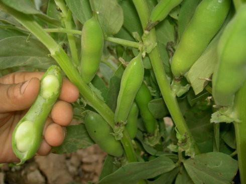 蚕豆的种植方法 蚕豆怎么种好