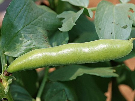 蚕豆的营养价值 蚕豆的食用方法
