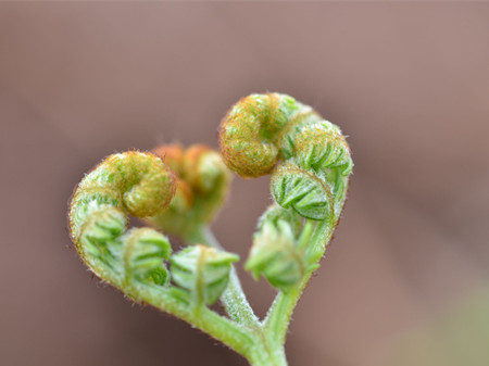 蕨菜致癌是真的吗？(2)