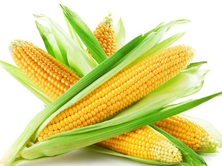 玉米要怎么保存 玉米的保存方法