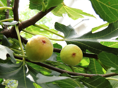 无花果怎么吃最好 新鲜无花果的吃法