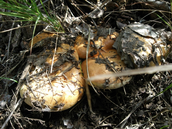 新疆罕见野生杨树菇5.2公斤可食用  教你如何鉴别毒蘑菇