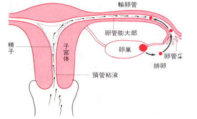 输卵管堵塞的症状 输卵管堵塞怎么治(2)