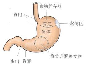 急性肠胃炎 肠胃炎的症状及治疗