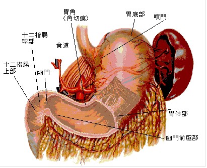 急性肠胃炎 肠胃炎的症状及治疗(2)