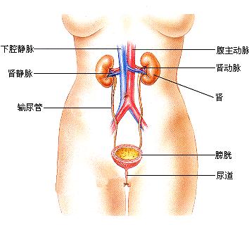 肾炎的症状有哪些 肾炎的危害