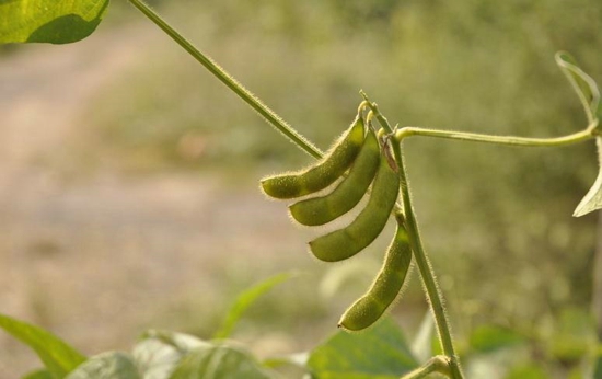 经期吃什么好排毒养颜 经后需多吃滋阴补血的食物