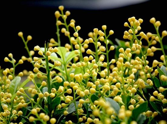 适合室内养的花卉 茉莉花千万不能少哦