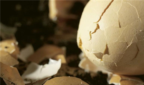 鸡蛋壳的神奇功效 鸡蛋壳可以治疗溃疡