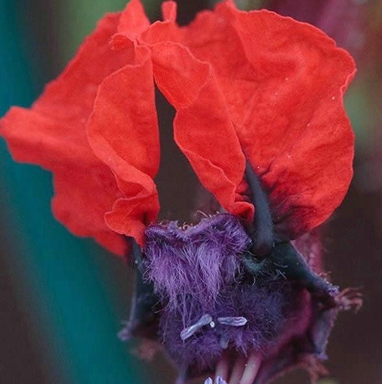地球最怪的花大盘点 有一种花像极了蝙蝠的脸