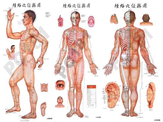 常见穴位定位 穴位按摩养生保健的原理