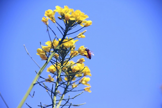 怎样对付皮肤过敏 如何预防春季花粉过敏