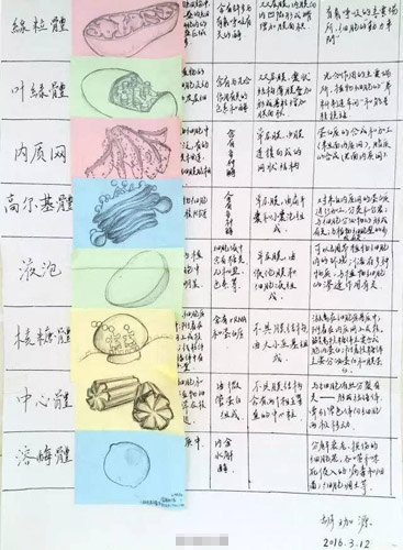 重庆高三学霸生物笔记走红 手绘图逆天