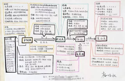 重庆高三学霸生物笔记走红 手绘图逆天(2)