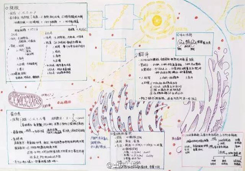 重庆高三学霸生物笔记走红 手绘图逆天