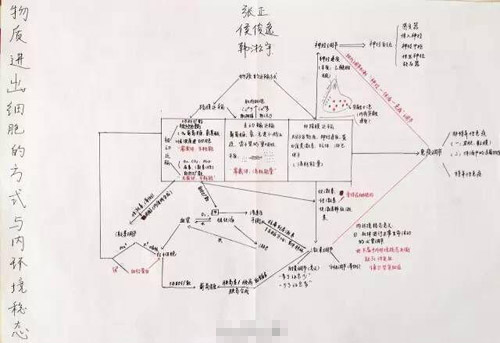 重庆高三学霸生物笔记走红 手绘图逆天(3)