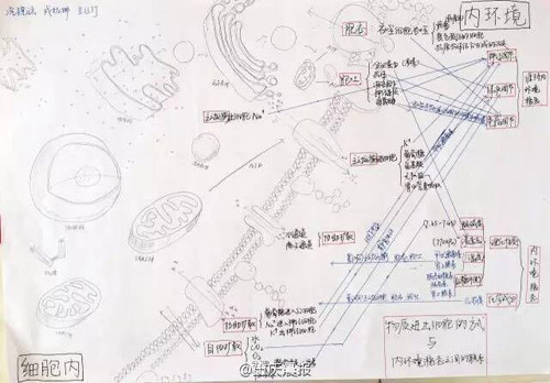 重庆高三学霸生物笔记走红 手绘图逆天(3)