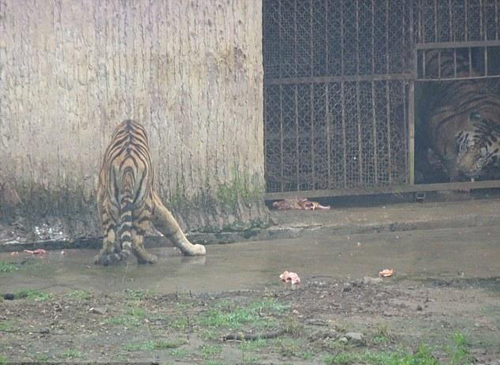 广西农场乔装成动物园 老虎被饿死制壮阳酒(2)