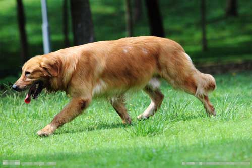 金毛猎犬无微不至守护主人8年 多次挽救其生命(4)