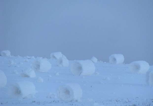 美国现罕见“雪卷”奇景 外形精致如棉花糖