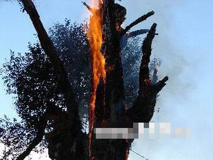 老椿树自燃火苗冒两米高 连续3年自燃