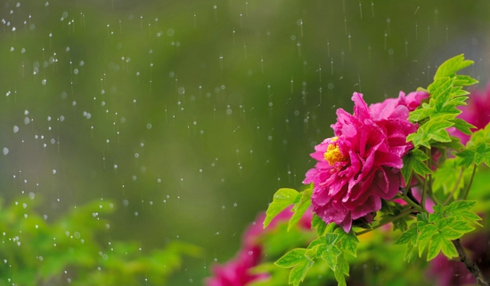 谷雨有什么习俗 谷雨吃什么好 