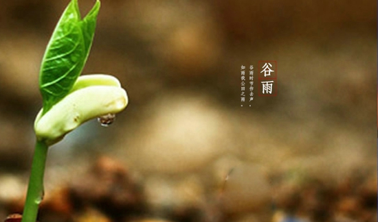 谷雨有什么习俗 谷雨吃什么好 