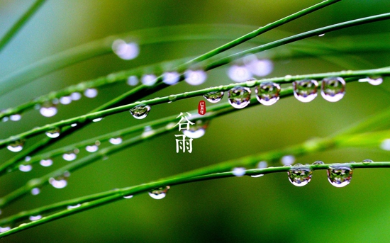 谷雨有什么习俗 谷雨吃什么好 