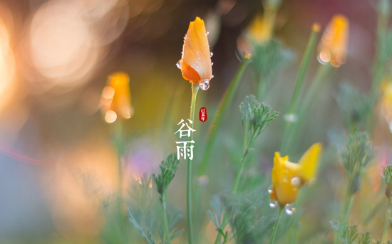 关于谷雨的习俗 谷雨时节应如何养生