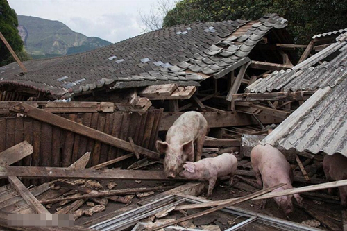 日本熊本地震现“猪坚强” 被解救后送往屠宰场(2)