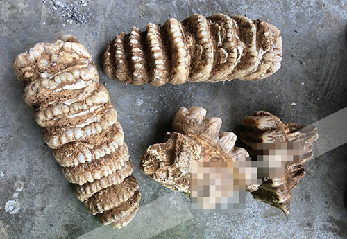 村民建羊圈刨出“怪兽牙齿” 专家：疑似剑齿象牙齿化石(2)