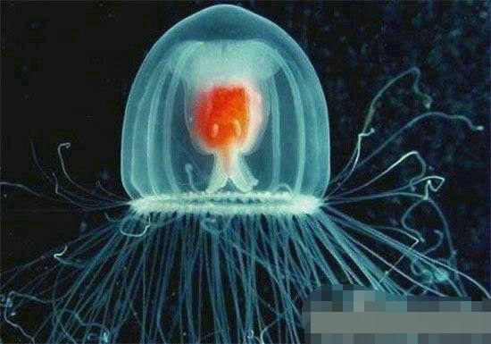 地球上居然有几种不死怪物 竟然活到1550岁