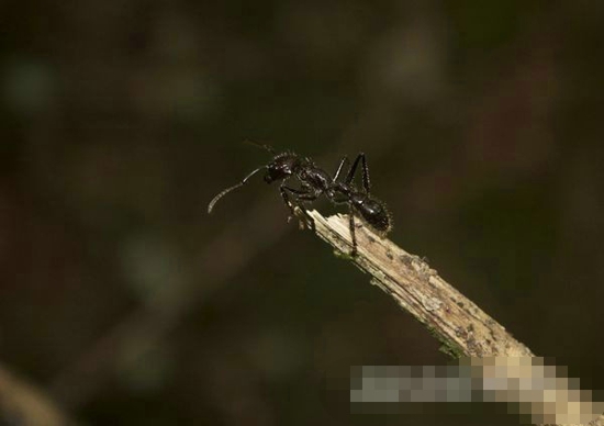 揭秘十大最毒动物  箭毒蛙可杀死10个成年男子