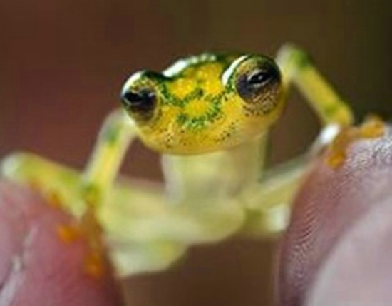 世界十大稀奇生物盘点 上天下地无奇不有