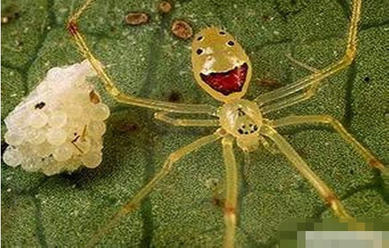 世界十大稀奇生物盘点 上天下地无奇不有