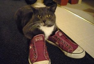猫咪也爱“穿”鞋