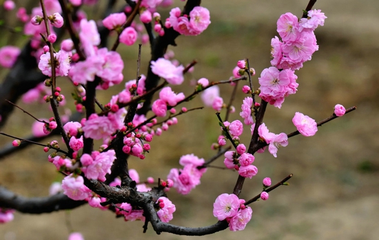 中国十大名花 万花之王属牡丹