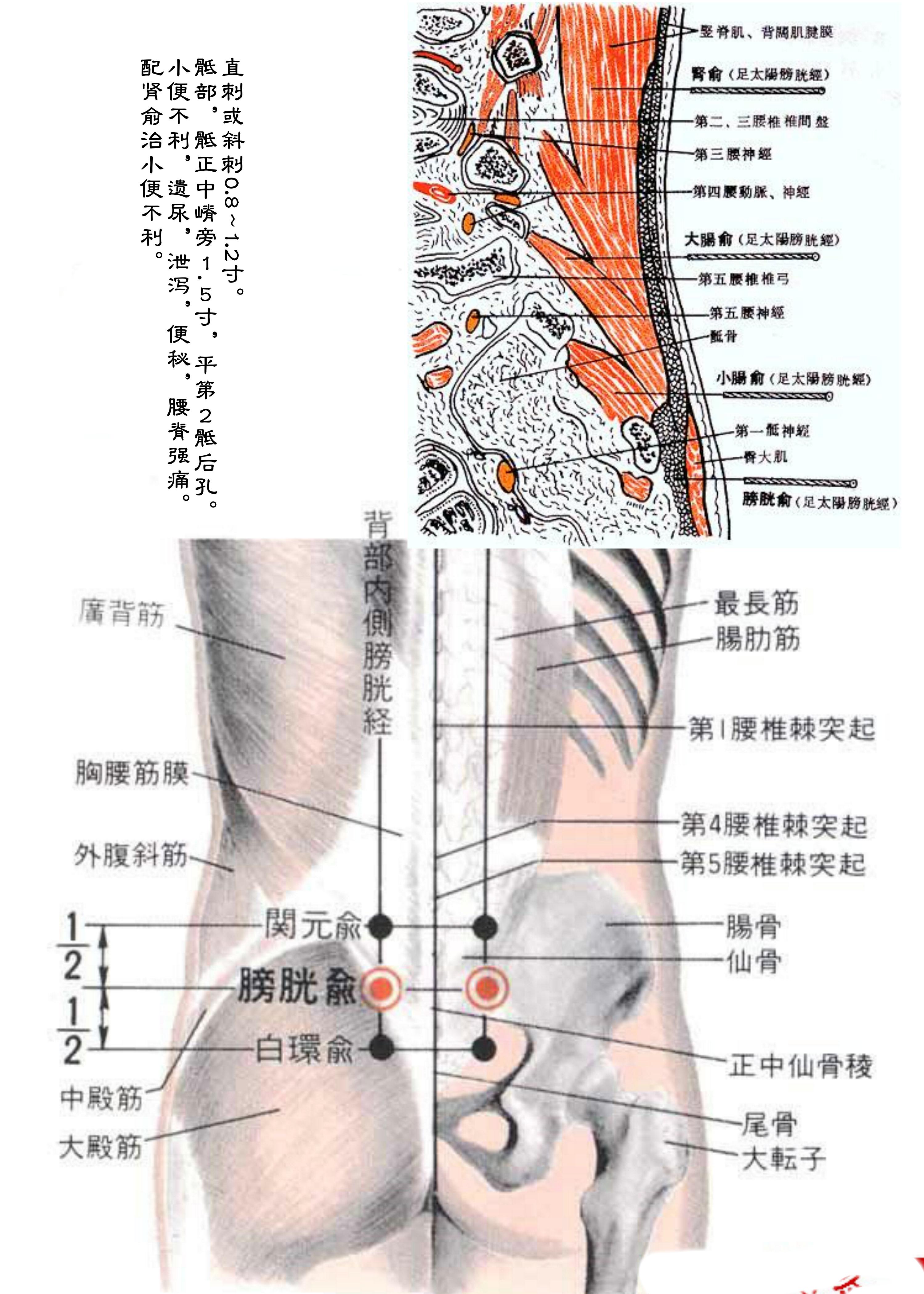 针灸经脉穴位图则之三十二（足太阳膀胱经经穴图则之三）