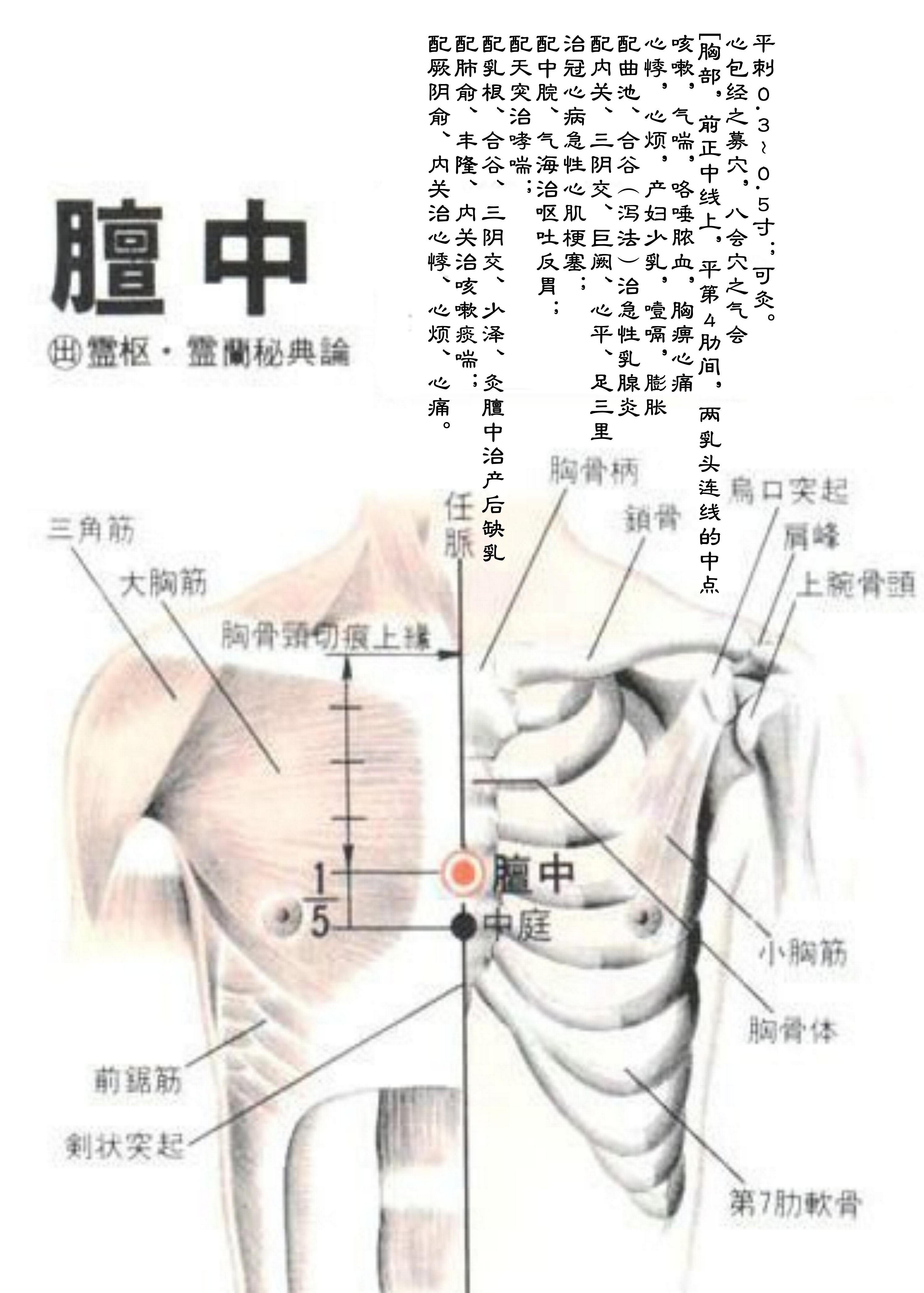 针灸经脉穴位图则之四十一（任脉经脉图则之二）