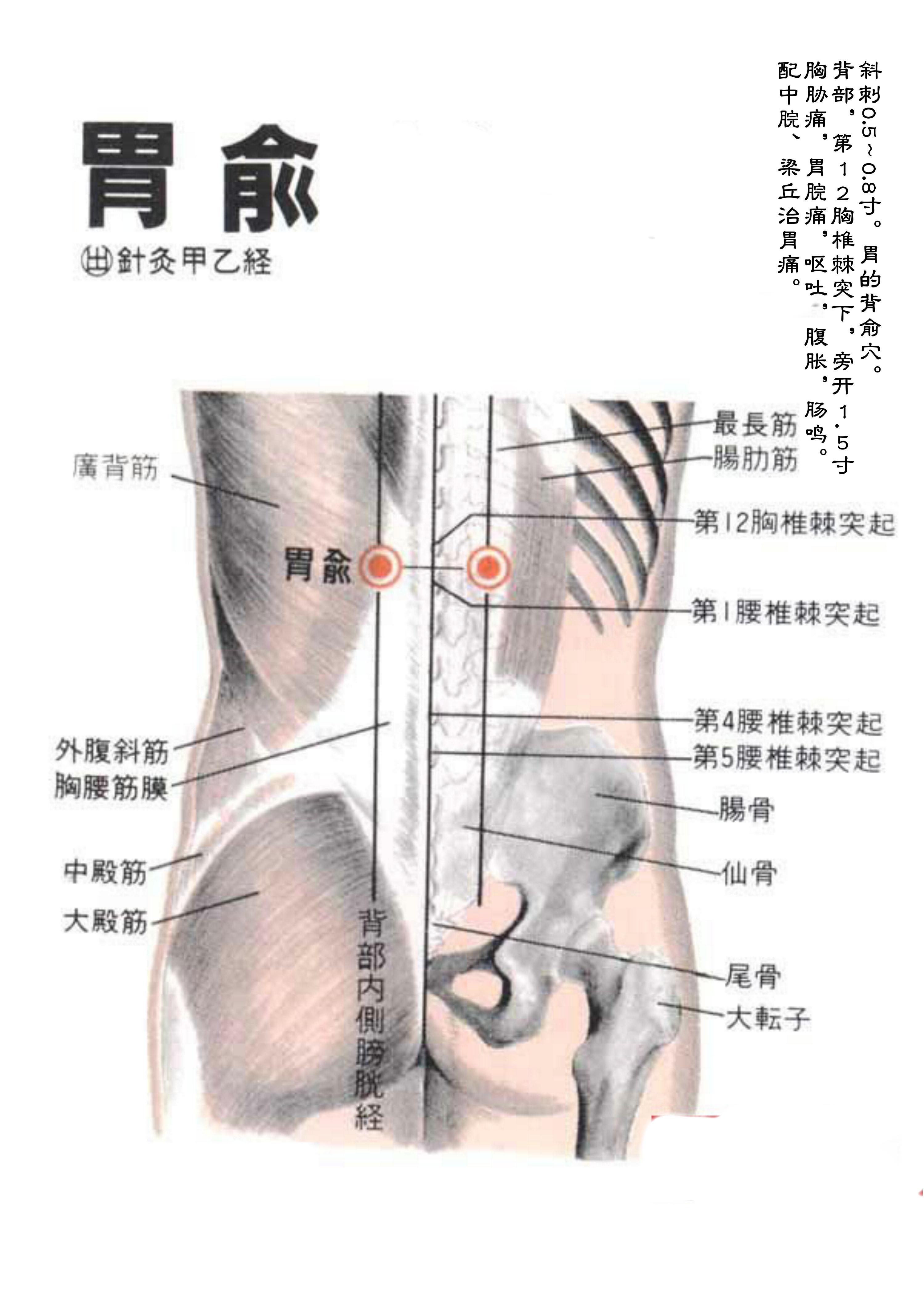 针灸经脉穴位图则之三十二（足太阳膀胱经经穴图则之三）